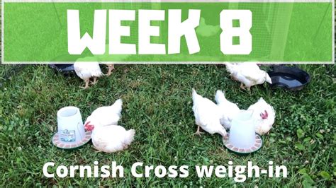 Week 8 Cornish Cross Weigh In Youtube