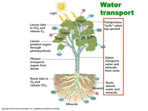 Ppt Chapter 10 Transport In Plants Powerpoint Presentation Id548993