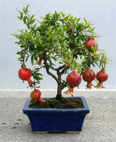 Pomegranate Bonsai Bonsai Fruit Tree Bonsai Tree Bonsai Tree Types