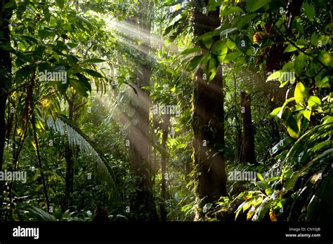 Tropical Rainforest Sunlight
