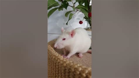 Rat Boggling The First Time Ive Seen Her Doing It ️ Youtube
