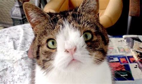 Monty The Cat Born Without Nasal Bone Proves Looking Different Can