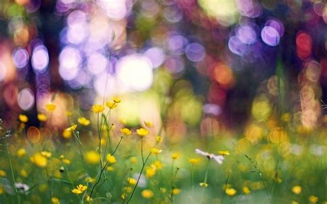 Bokeh Nature Wallpaper Hd 07711 Baltana