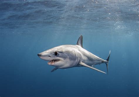 Shortfin Mako Shark The Worlds Ultimate Hunter Updated 2023