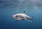 Shortfin Mako Shark: the World's Ultimate Hunter (Updated 2023)