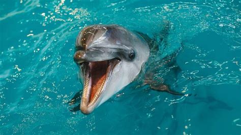 How Dolphin Genitalia Fit Together Will Blow Your Mind