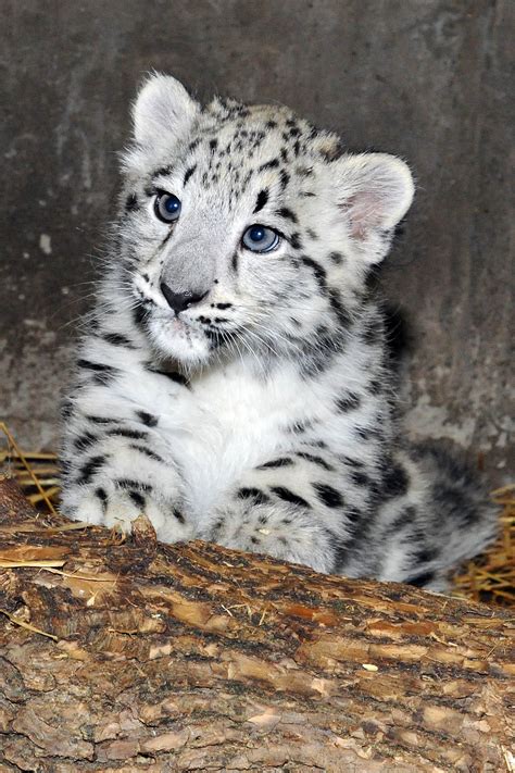 Photos Snow Leopard Cubs At Brookfield Zoo Chicago Tribune