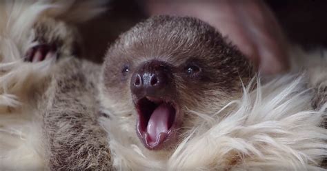 Sweet Sloth Baby Yawning Rtm Rightthisminute