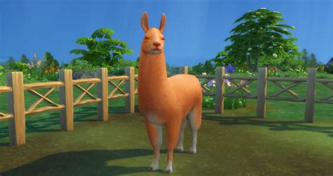 The Sims 4 Everything You Need To Know About Llamas