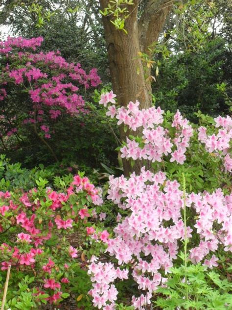 Perfect plants offers several kinds of partial shade tolerant trees for the home landscape. Flowering Shrubs for Shade Gardens | HGTV