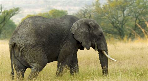 10 Big African Animals Names And Pictures