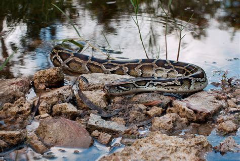 Record Breaking Giant Burmese Python Caught In The Florida Everglades