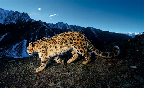 Enter The World Of Big Cats With Nat Geo Photographer Steve Winter