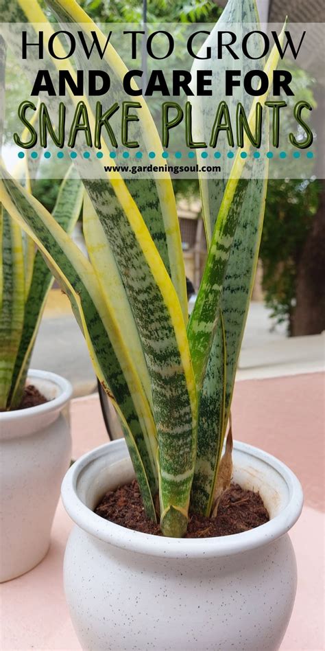 How To Grow And Care For Snake Plants