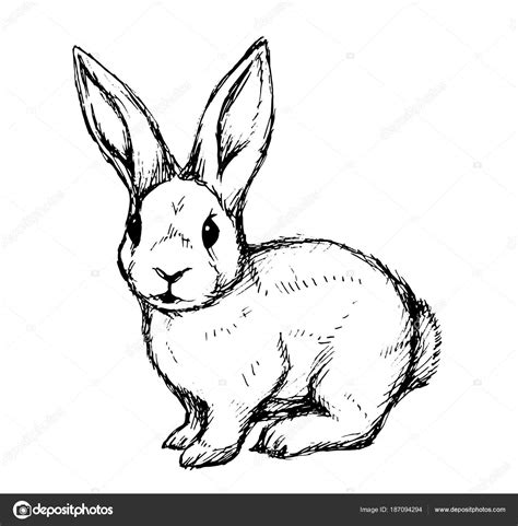 Imagenes De Un Conejo Para Dibujar Conejo Para Dibujar Facil Social