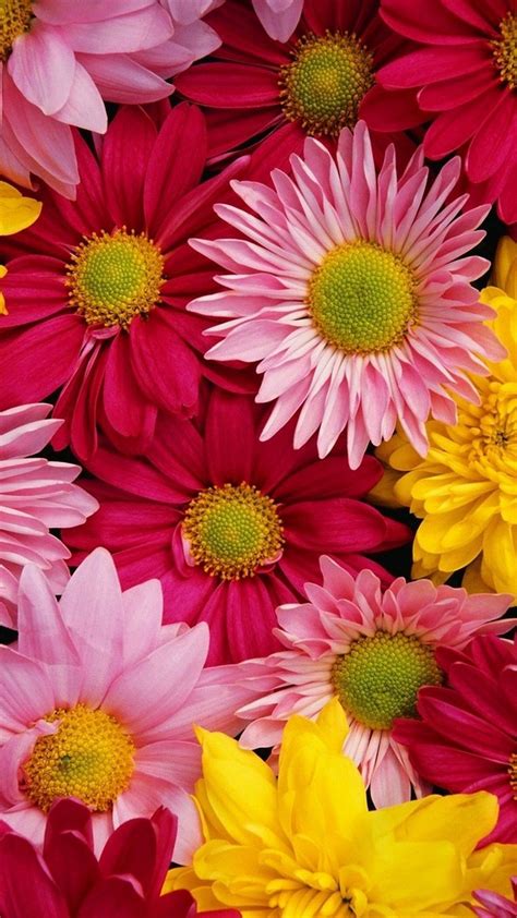 Cute Flower Iphone Wallpapers Top Free Cute Flower Iphone Backgrounds