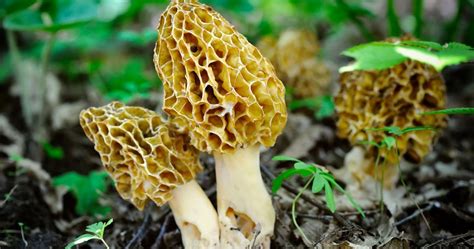 How To Hunt For Morel Mushrooms