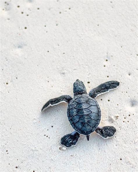 Best Places To See Sea Turtle Hatchlings Artofit