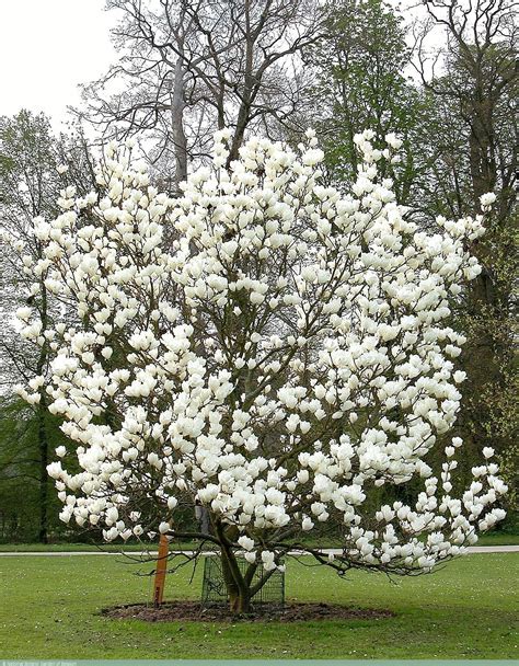 See also plants with scents as heady as incense: Belgian Living Plant Collections | White magnolia tree ...