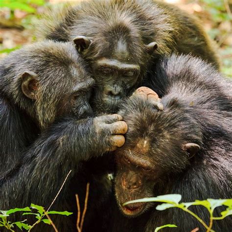 Older Chimpanzees Have More High Quality Mutual Friendships Than When