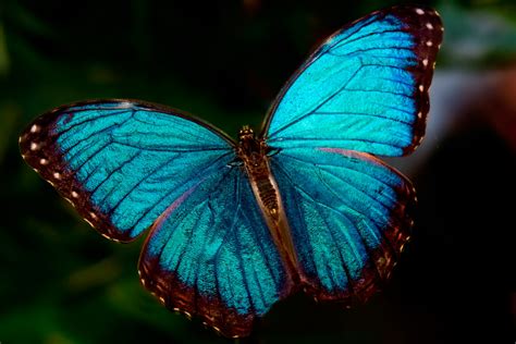 Mariposa Morpho Características Qué Come Dónde Vive