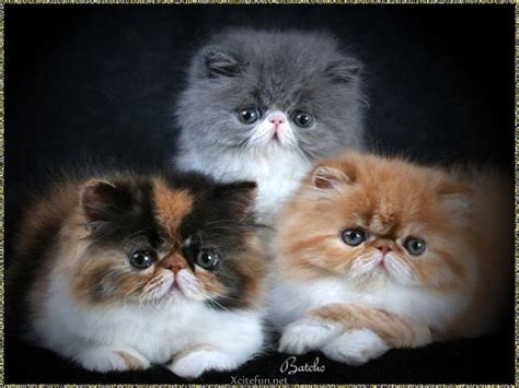 Beautiful Persian Cats