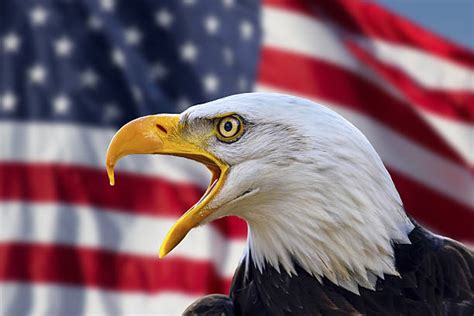 Royalty Free Bald Eagle American Flag Pictures Images And Stock Photos