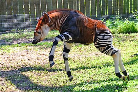 Zebra Horse Giraffe Animals Amazing Facts And Latest Pictures All