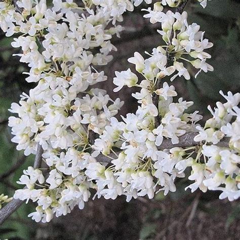 Royal White Redbud Tons Of Pure White Blooms —