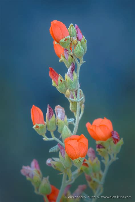 Sphaeralcea Ambigua Desert Globemallow Alexander S Kunz Photography
