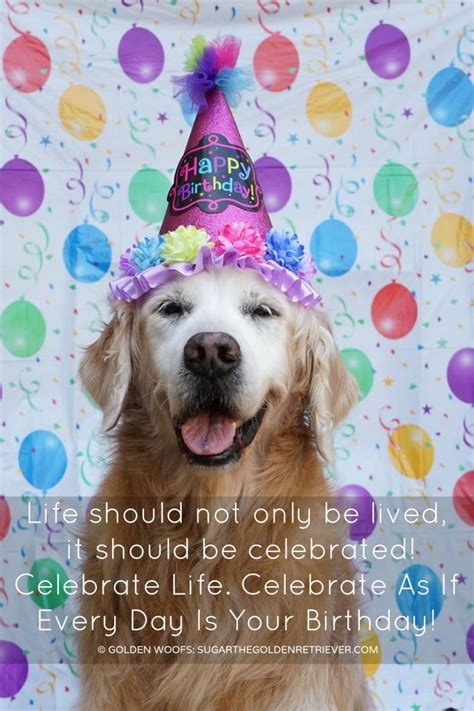 Happy Birthday To A Dog Quotes Shortquotescc