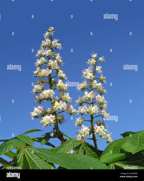 Common Horse Chestnut Tree European Continental Foliage Stock Photo Alamy