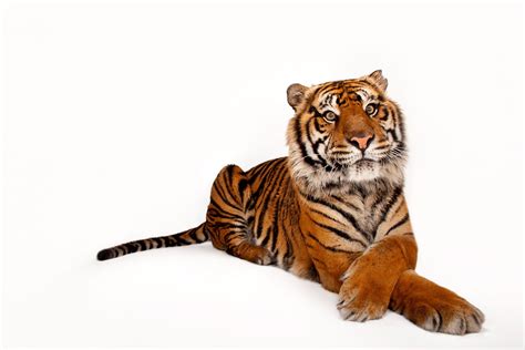 Sumatran Tiger Facts And Photos