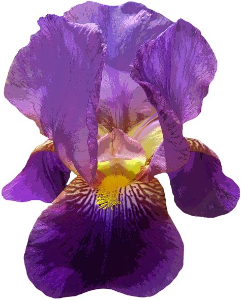 Iris Png Hd