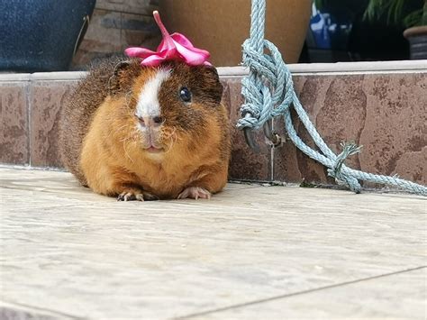 Guinea Pig Small And Furry Adopted 4 Years 7 Months Dumbledore From