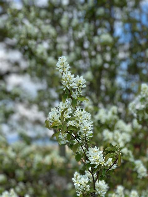 Amelanchier Alnifolia Obelisk Frank P Matthews