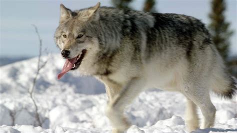 Hungry Wolves Stalk Curious Caribou In Northern Quebec The Wild