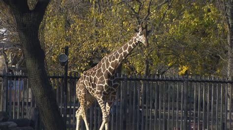 Brookfield Zoo Marks 100 Years Since Groundbreaking With Eye Toward The