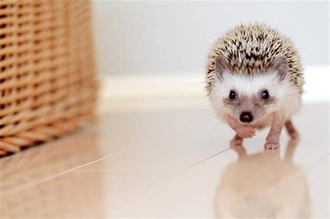 27 Cutest Baby Animals That Will Put A Smile On Your Face