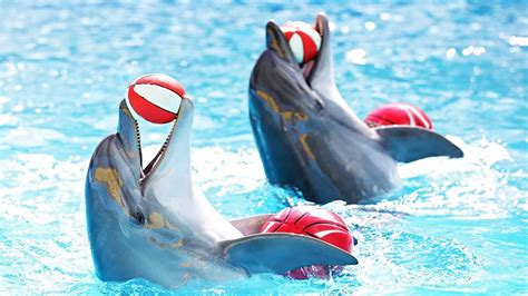 Dance Of The Dolphins Dubai Dolphinarium Tour Arabian Oryx Travel