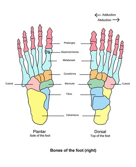 Diagram Parts Of The Foot Diagram Whole Foot Mydiagramonline