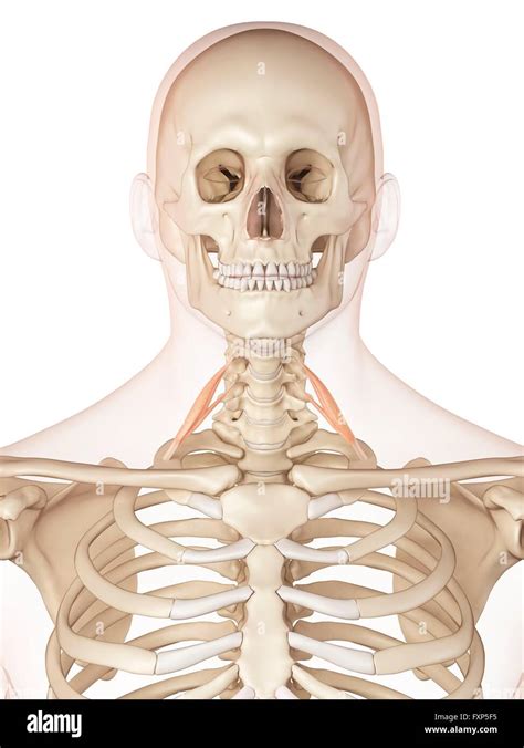 Neck Muscle Diagram Front Structure And Function Of The Cervical
