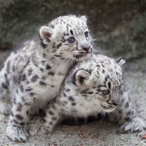 Beautiful Snow Leopard Babies Baby Snow Leopard Cute Animals Baby