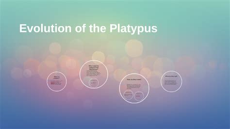 Evolution Of The Platypus By Sarah Salcedo