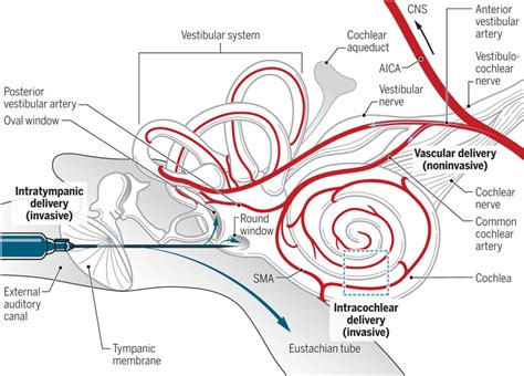 Delivery Of Therapeutics To The Inner Ear The Challenge Of The Blood