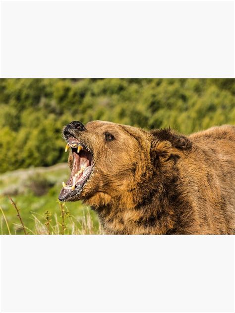 Grizzly Bear Roar Poster By Matts K Redbubble