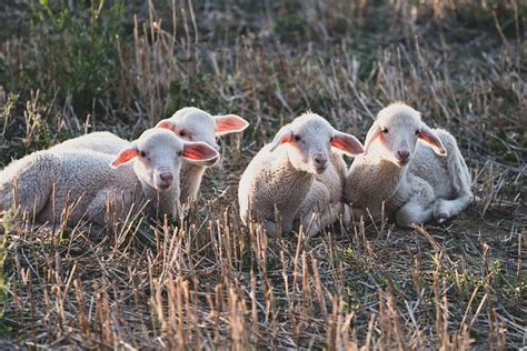 Lamb Sheep Animals Free Photo On Pixabay Pixabay