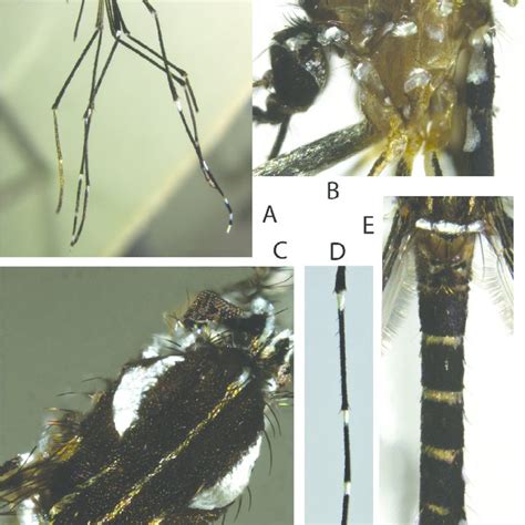 Stegomyia Pia N Sp Adults A A Male Lateral View B Thorax Of A