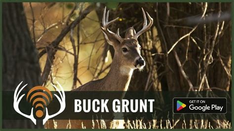 Whitetail Deer Buck Grunt Sound Only App Is Live For Android And