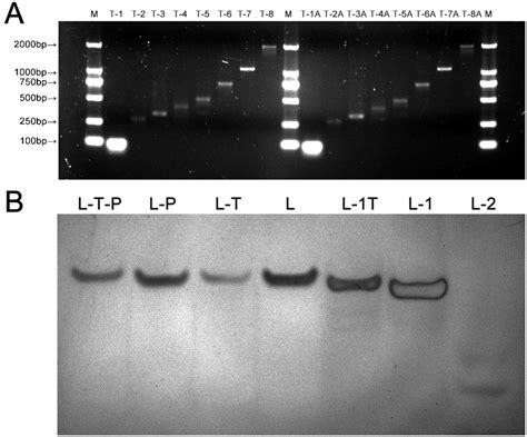 preparation of dna fragments with different length and double stranded download scientific